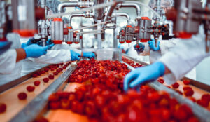 Modern Food Plant Teeming With Work While Workers Sort Cherry Peppers For Cheese Stuffing